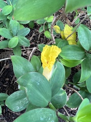 Monocostus uniflorus