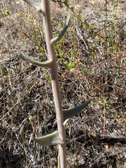 Dudleya saxosa