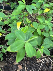 Monocostus uniflorus