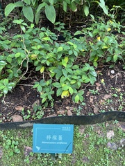 Monocostus uniflorus