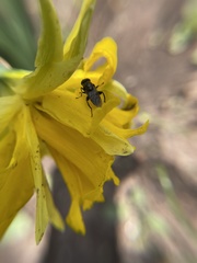 Chalcosyrphus nemorum