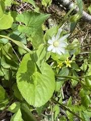 Stellaria corei