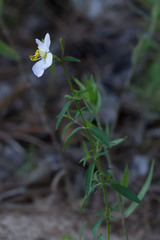 Rhexia mariana mariana