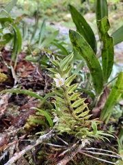 Dichaea