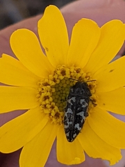 Acmaeodera hepburnii