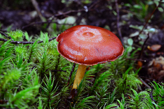 Aureonarius collybianus