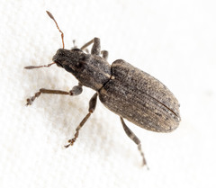 Sitona californius