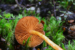 Aureonarius collybianus
