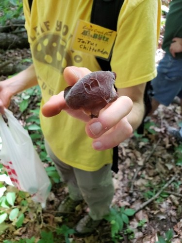 Auricularia angiospermarum image