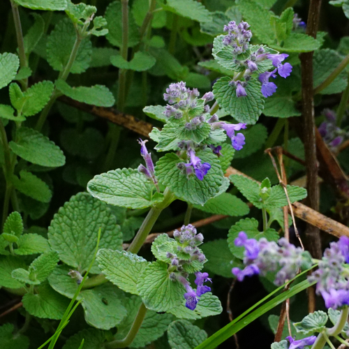 Raceme catnip (Nepeta racemosa)