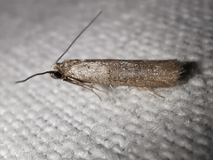 Blastobasis phycidella