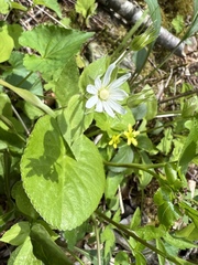 Stellaria corei