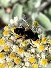 Eristalis alpina