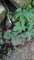 Tetrastigma obtectum glabrum