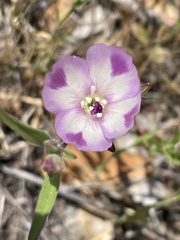 Clarkia williamsonii