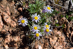 Erigeron leiomerus