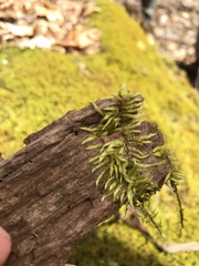 Brachythecium laetum