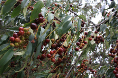 Prunus serotina salicifolia