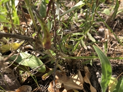 Centaurea stoebe australis