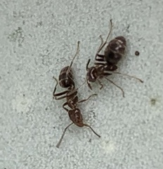 Liometopum apiculatum