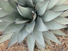 Liometopum apiculatum