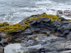 Ahnfeltiopsis concinna