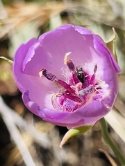 Calochortus splendens