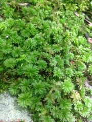 Rhodobryum