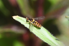 Sphaerophoria pyrrhina