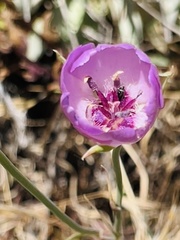 Calochortus splendens