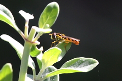 Sphaerophoria pyrrhina