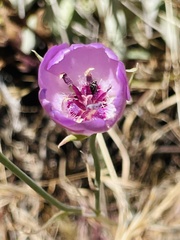 Calochortus splendens