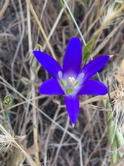 Brodiaea elegans elegans