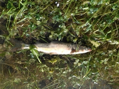 Mylocheilus caurinus