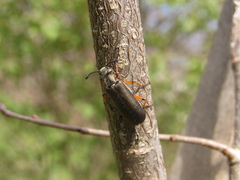 Lytta aenea