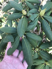 Rhododendron minus