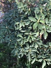 Rhododendron minus