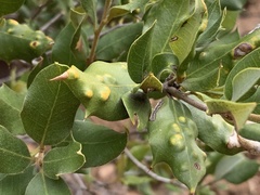 Aceria mackiei