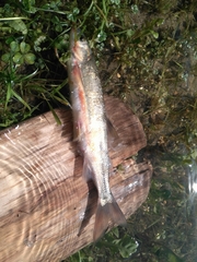 Mylocheilus caurinus