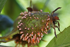 Crataegus gracilior