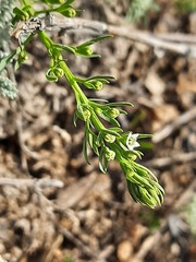 Thesium ramosum