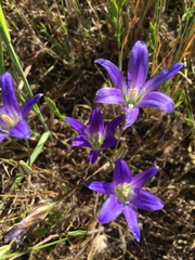 Brodiaea elegans elegans