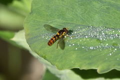 Sphaerophoria pyrrhina