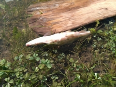 Mylocheilus caurinus