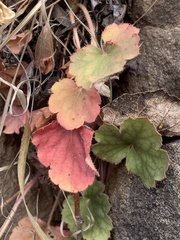 Heuchera sanguinea