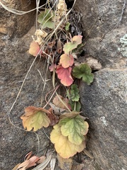 Heuchera sanguinea