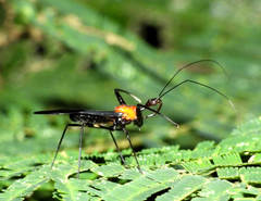 Acanthischium semiflavum