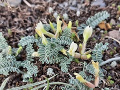 Astragalus humilis