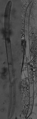 Stenopterobia heribaudii