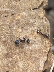 Aphaenogaster picea